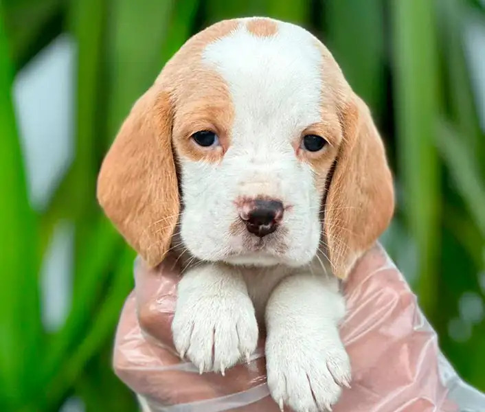 Filhote de Beagle