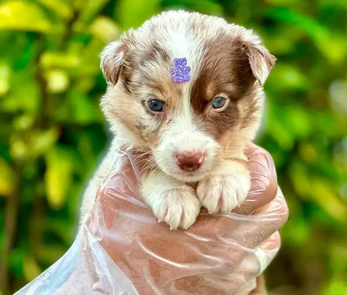 Filhote de Border Collie