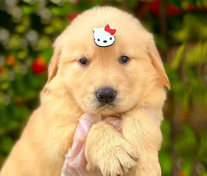 Filhote de Golden Retriever