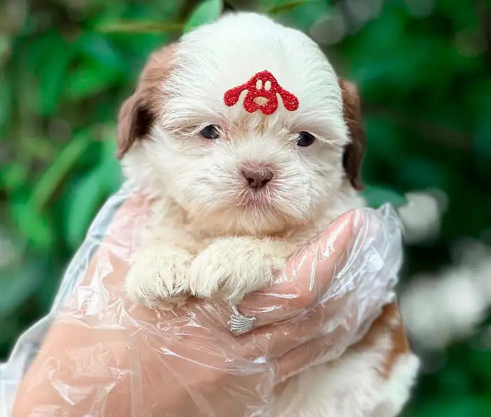 Filhote de Lhasa Apso