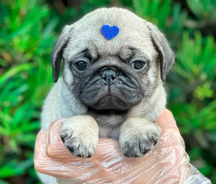 Filhote de Pug